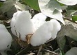 成熟好的棉花桃子1