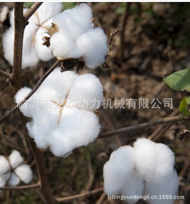 成熟好的棉花桃子9
