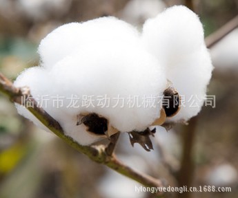 成熟好的棉花桃子4