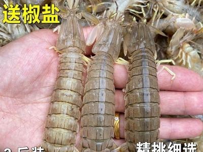皮皮虾鲜活包邮新鲜小虾姑大琵琶虾海鲜水产鲜活母皮皮虾虾爬子图5