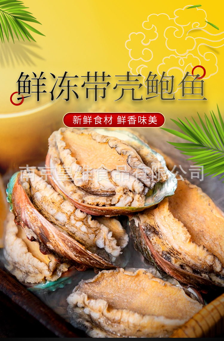 10头带壳鲍鱼_01.jpg