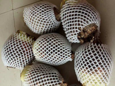 广西荔浦芋头种农家新鲜现挖槟榔香芋 香芋粉糯大中小果5斤装包邮图2