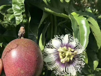 现货批发紫色百香果5斤 新鲜热带水果酸甜多汁当季时令紫皮西番莲图2