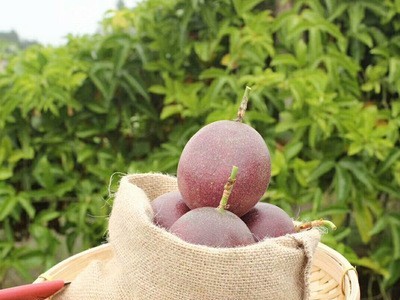 现货批发紫色百香果5斤 新鲜热带水果酸甜多汁当季时令紫皮西番莲图4
