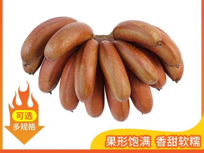 福建直供新鲜水果香蕉 5斤软糯红皮香蕉美人蕉 当季红美人蕉批发图5