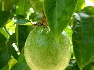 应季酸甜可口黄金百香果 三种型号随心选择 新鲜水果整箱售卖图3