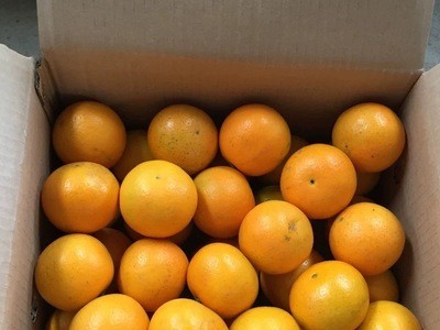 【夏橙-净重9斤中果】新鲜广西桂林夏橙味甜多汁应季水果秭归夏橙图2