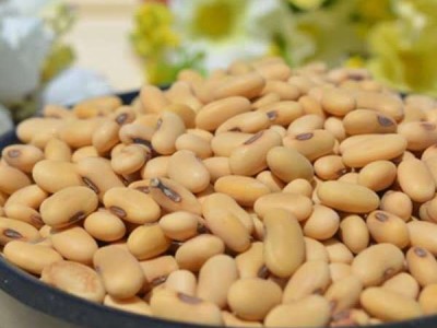 高蛋白大豆豆浆专用豆五谷杂粮烘焙原料陕北山区老品种黄豆批发图5