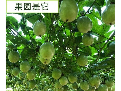 广西百香果3斤5斤当季现摘新鲜水果鸡蛋果满天星百香果黄金百香果图3