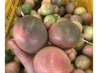 广西百香果3斤5斤当季现摘新鲜水果鸡蛋果满天星百香果黄金百香果图4