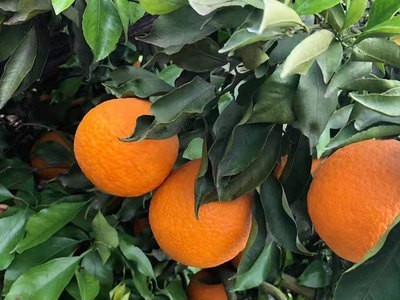 青见 柑橘水果子 农家果园 营养丰富 新鲜采摘图4