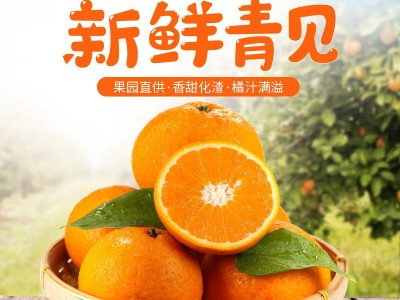 青见 柑橘水果子 农家果园 营养丰富 新鲜采摘图5