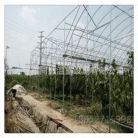 优质供应 连栋大棚 温室大棚 物美价廉 设计安装