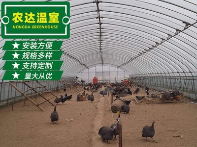 新型畜牧养殖大棚 连栋养殖温室大棚架 养殖大棚养鸡大棚加工定制图2