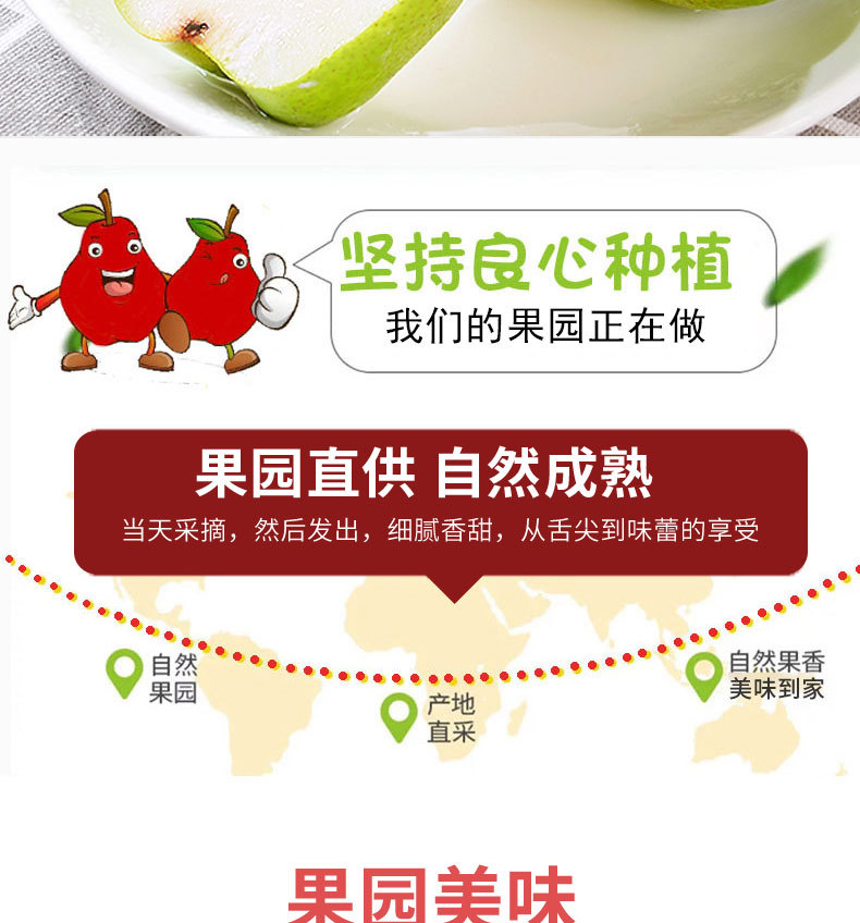 红香酥梨_02