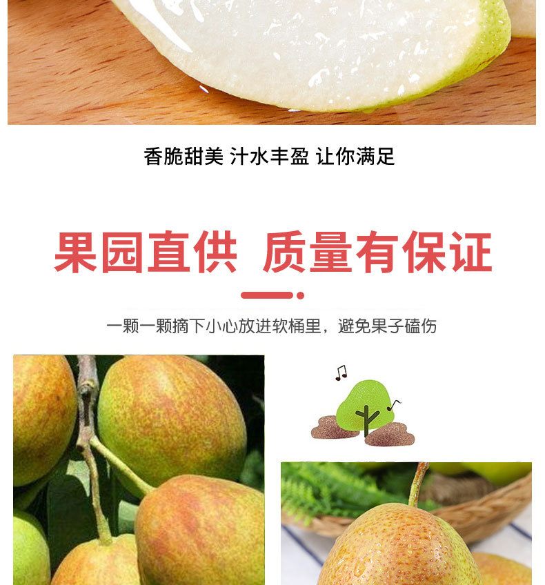 红香酥梨_06