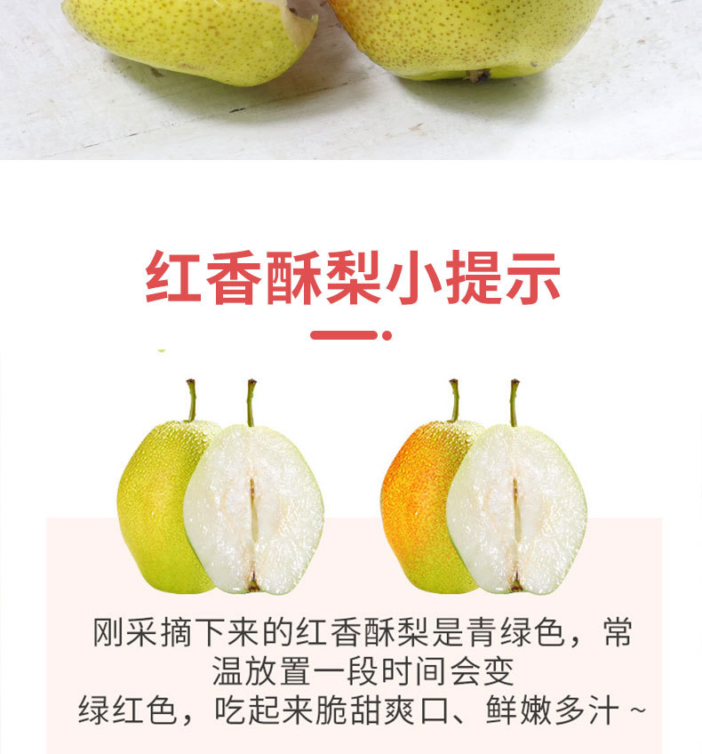 红香酥梨_08