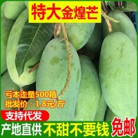 活动价特大广西金煌芒新鲜应季水果批发芒果10斤代发现摘热带水果