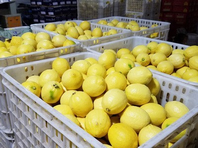 批发新鲜四川安岳黄柠檬 大果1斤2-3个 尤力克 新鲜汁多图2