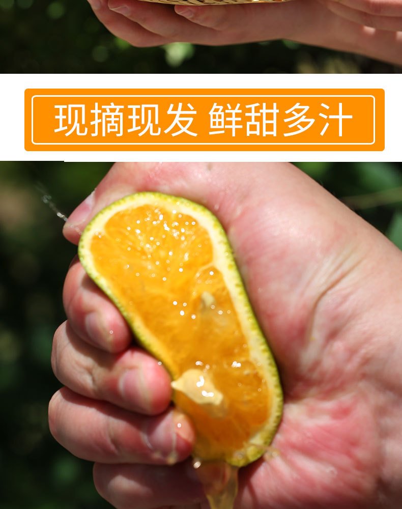 宜橙绿皮夏橙_04.jpg