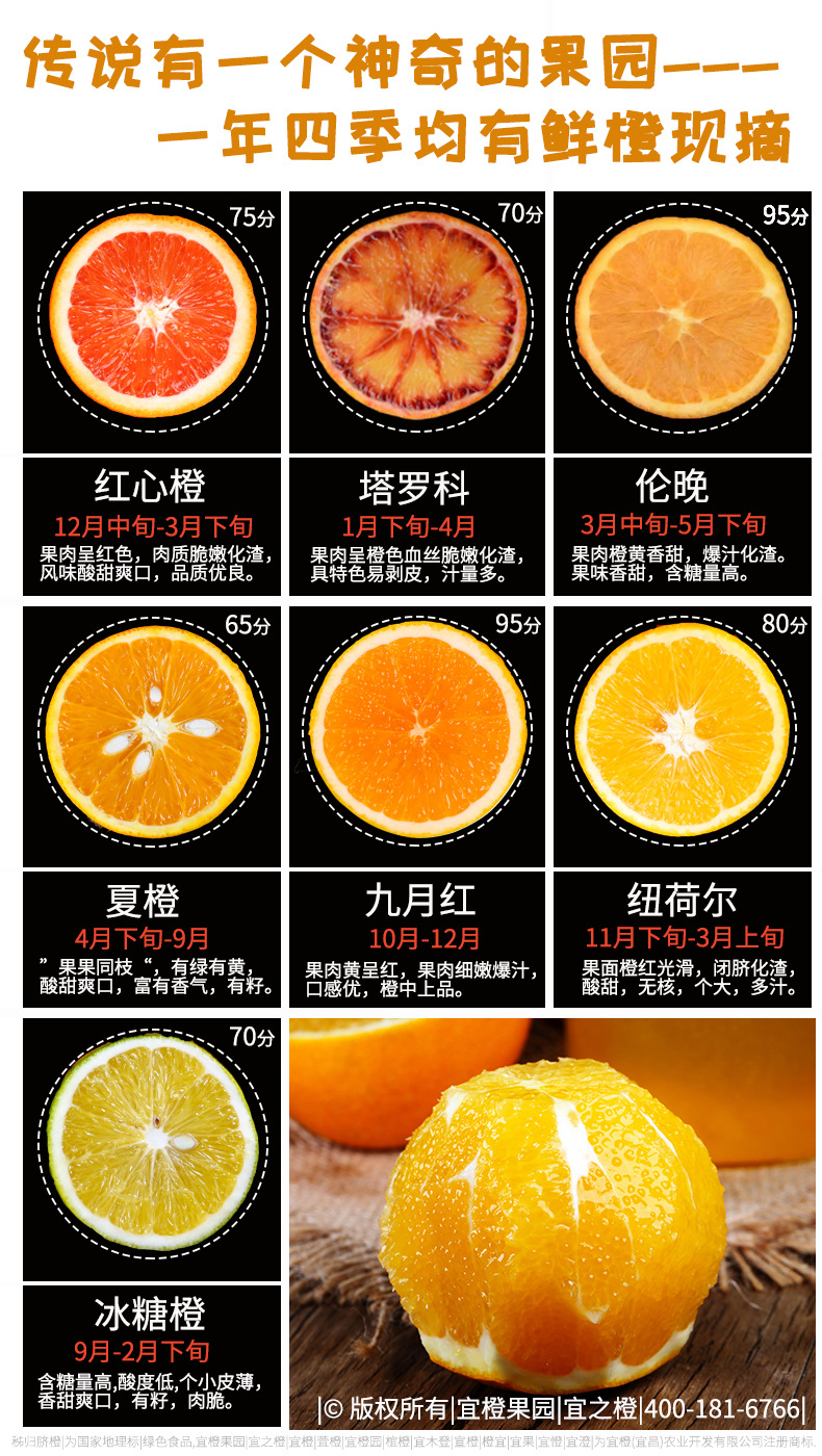 宜之橙橙子品种