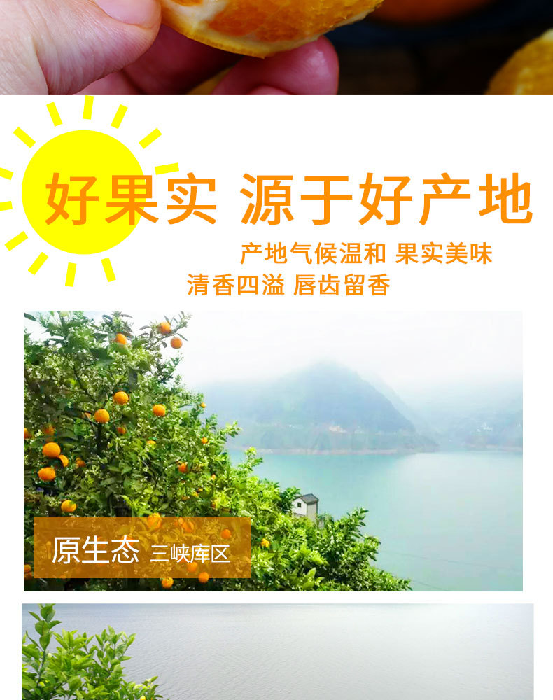 宜橙绿皮夏橙_06.jpg
