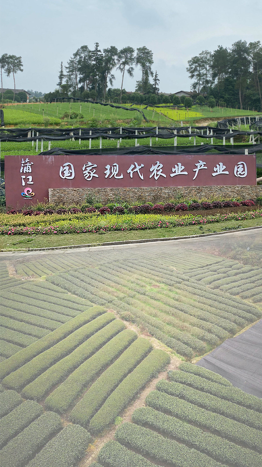 茶叶