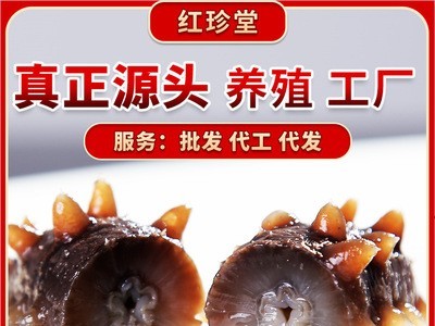大连特产海产品即食海参辽参源头工厂大连即食海参批发500g图2