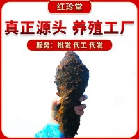 大连特产海产品即食海参辽参源头工厂大连即食海参批发500g