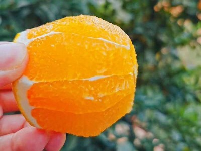 赣南脐橙脐橙新鲜水果现摘10斤甜橙赣州橙子批发图3