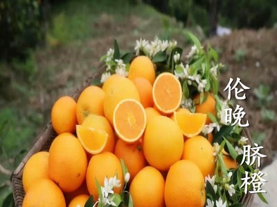 【果园直供】伦晚脐橙脐橙新鲜水果现摘10斤甜橙湖北秭归橙子批发图3