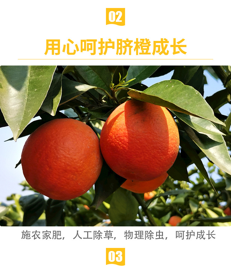 红橙_10.jpg