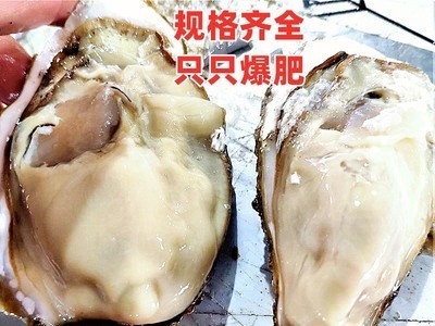 顺丰海阳乳山牡蛎烤生蚝5-9斤装一件代发鲜活牡蛎乳山生蚝海蛎子图3