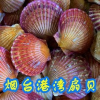 【顺丰快递】乳山扇贝鲜活港湾贝栉孔贝带壳扇贝烧烤粉丝贝红扇贝