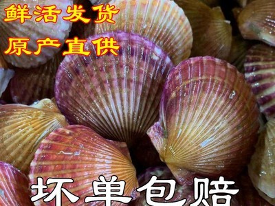 【顺丰快递】乳山扇贝鲜活港湾贝栉孔贝带壳扇贝烧烤粉丝贝红扇贝图2
