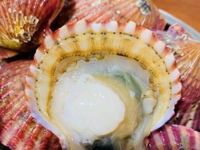 【顺丰快递】乳山扇贝鲜活港湾贝栉孔贝带壳扇贝烧烤粉丝贝红扇贝图5