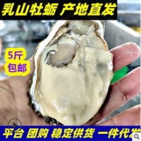 产地直发】鲜活海阳乳山牡蛎一件代发电商微商5斤乳山生蚝海蛎子