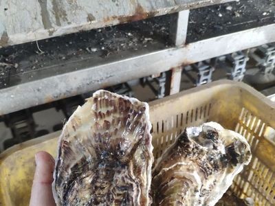 产地直发】鲜活海阳乳山牡蛎一件代发电商微商5斤乳山生蚝海蛎子图4
