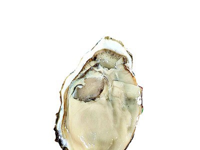 产地直发】鲜活海阳乳山牡蛎一件代发电商微商5斤乳山生蚝海蛎子图5