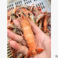 威海海龙虾鳌虾海鲜水产