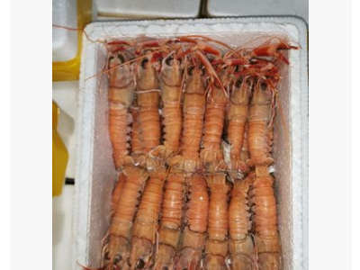 威海海龙虾鳌虾海鲜水产图5