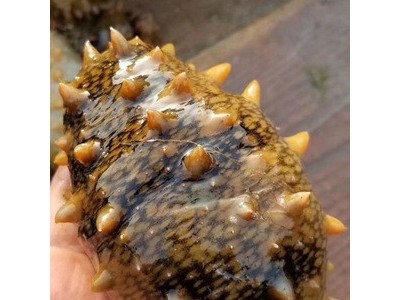 海鲜25g海鲜水产干货产地直销货源充足乳山淡干海参图3
