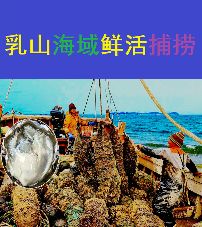 乳山海域鲜活捕捞