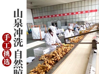 风干姜山东大姜月子姜原产地农家黄姜净重3斤实惠装图5