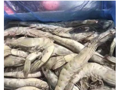 厄瓜多尔白虾 欧玛莎盐冻/水冻大虾原装全规格现货新虾 一手货源图3