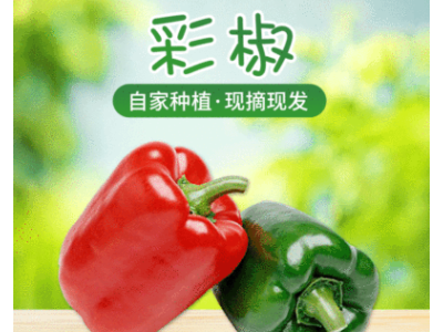 山东辣椒五彩七彩椒灯笼椒圆椒红黄椒现摘现发四斤普通果顺丰包邮图2