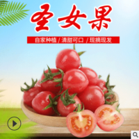 寿光千禧圣女果新鲜小番茄现摘现发饱满包邮酸甜当季水果一件代发