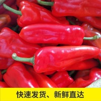 大红辣椒红尖椒新鲜蔬菜 辣椒酱剁椒用肉厚微辣 个大现摘现发五斤
