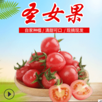 新鲜现摘小西红柿圣女果 小番茄千禧小柿子5斤批发零售一件代发