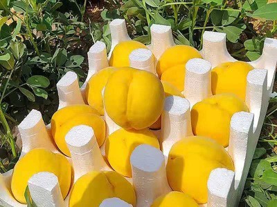 现摘黄桃10斤新鲜当季孕妇水果油桃整箱脆桃5斤费水蜜桃应季桃子图4
